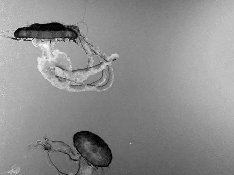 jellyfish in black and white