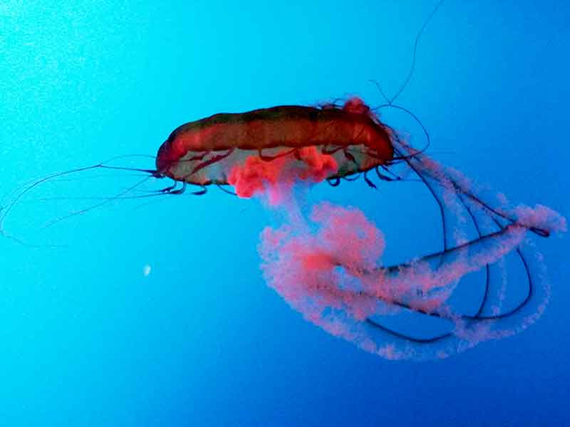 one jellyfish