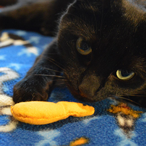 bird shaped catnip toy