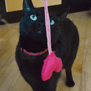 heart shaped catnip toy with a cat