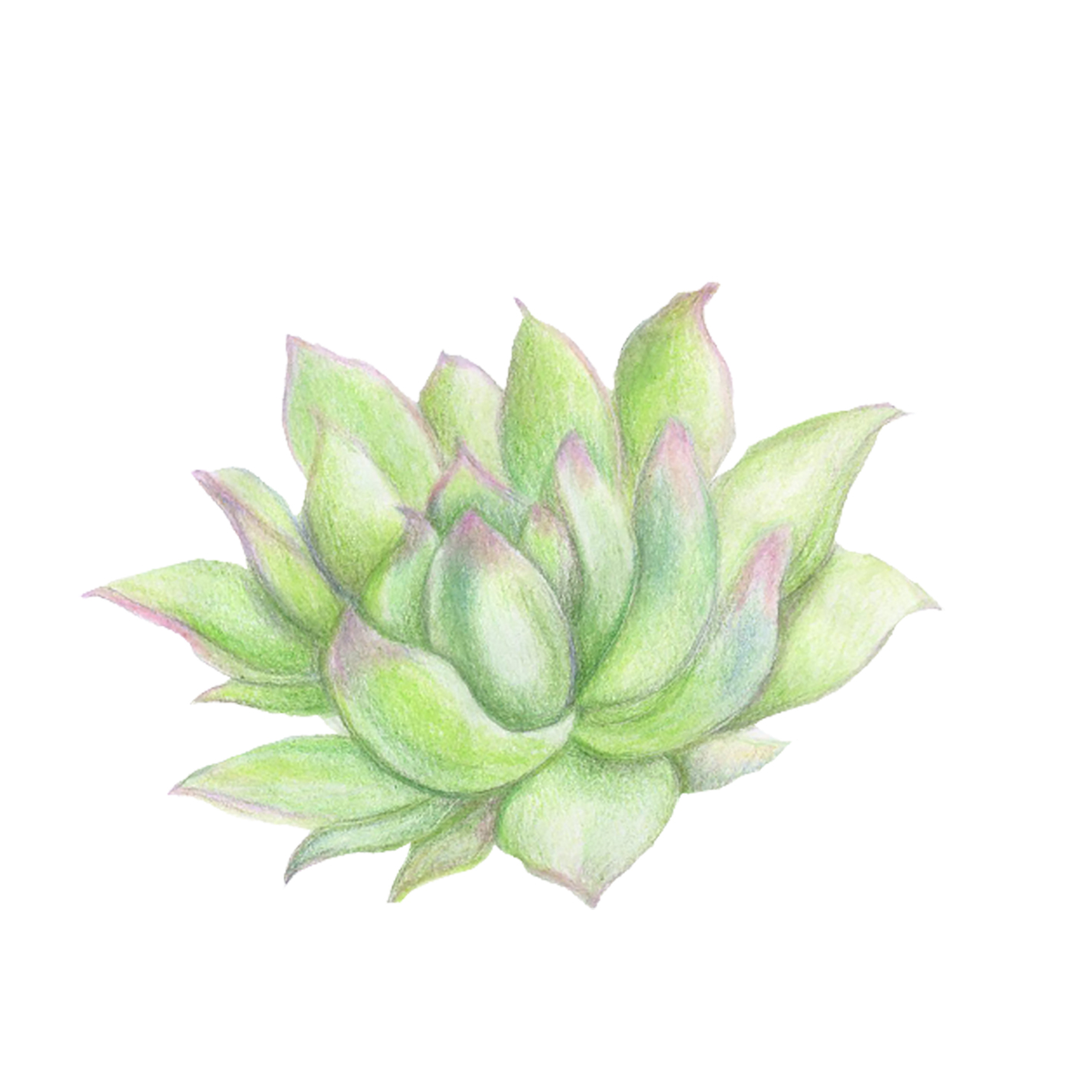 Succulent drawing, drawn with pencil crayons 