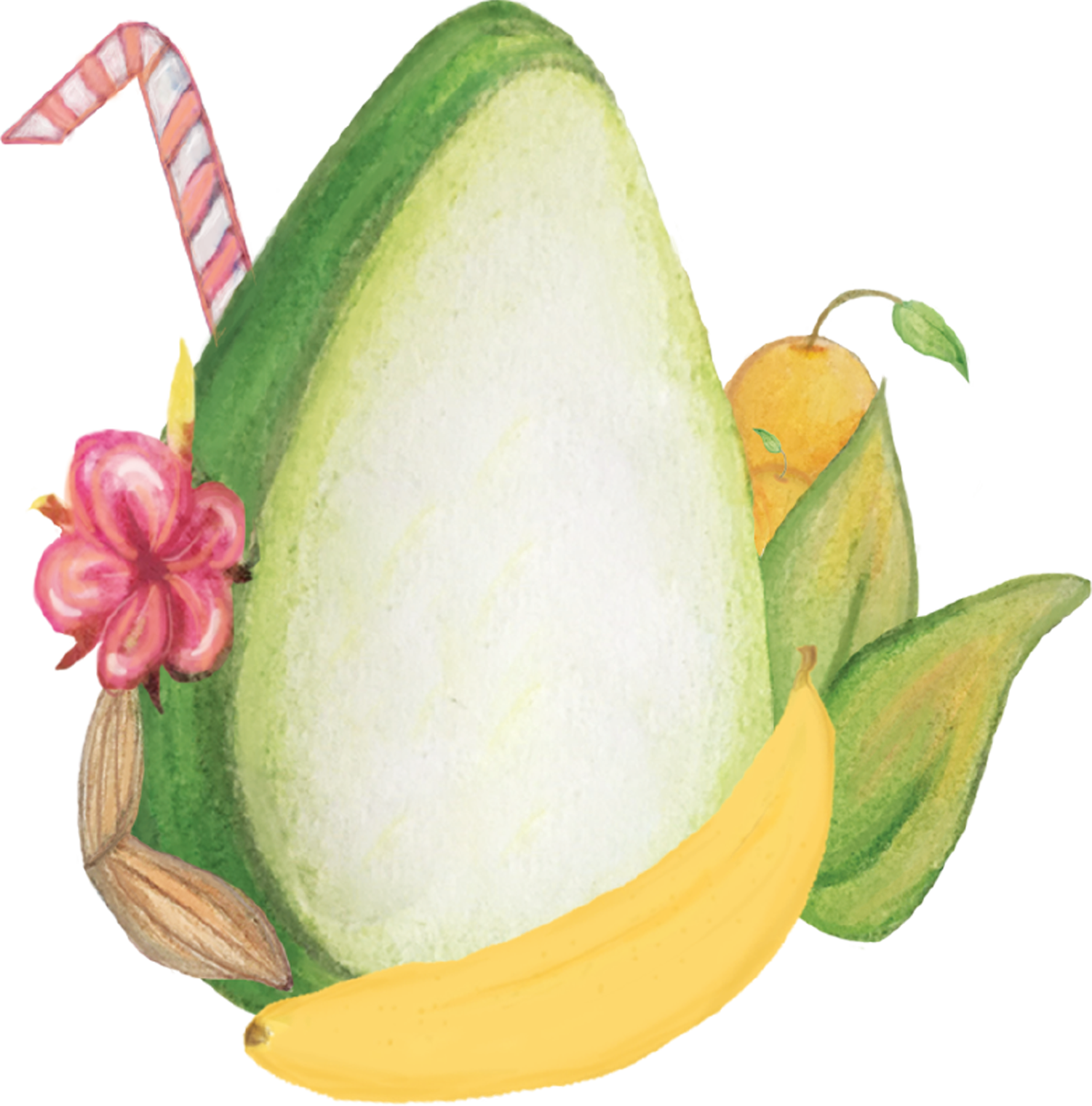 Avocado illustration 