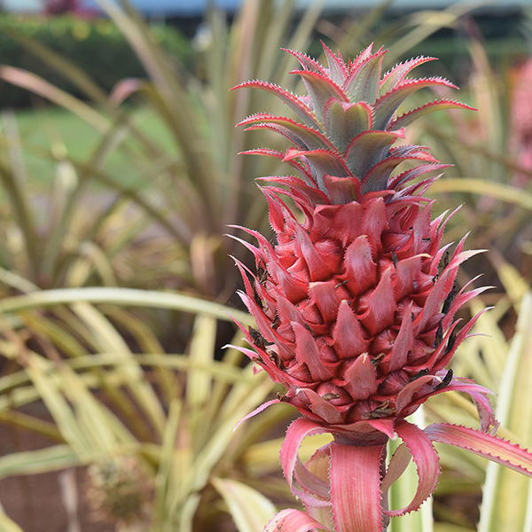 red pineapple
