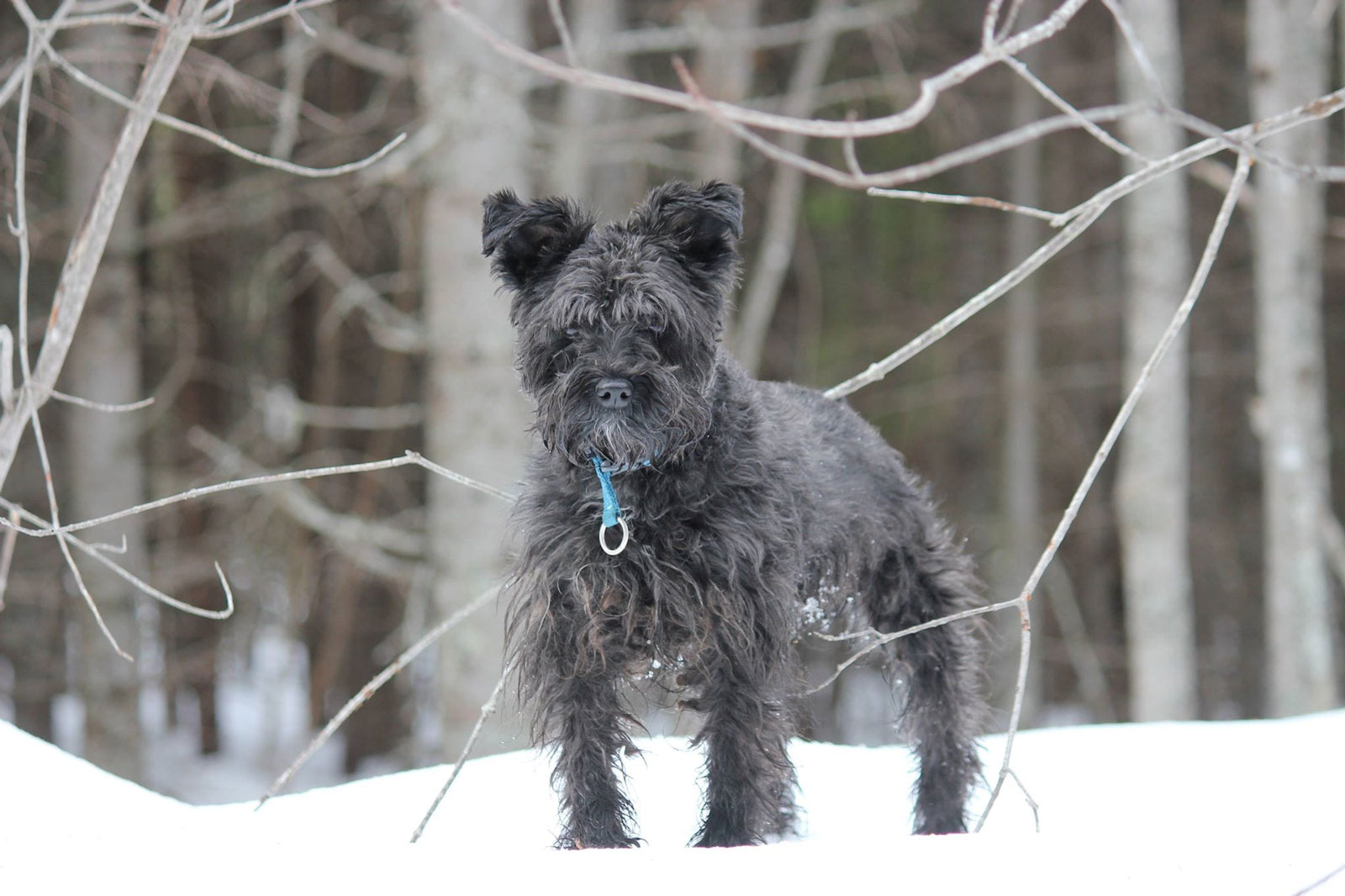 Merlin, le, Chien, dog, model, pose, forest, tree, green, snow, winter, blue, focus, lens, camera, photography, natural