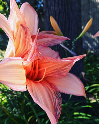 Photo of a pink flower