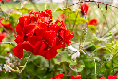 closeup of red flowers