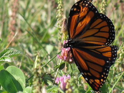 A photo of a butterfly before retouching