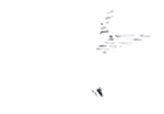 bird logo