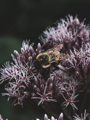 moody photo of a bee resting on flowers