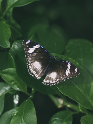 Butterfly on leaves