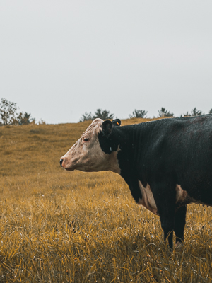 Cow in the rain