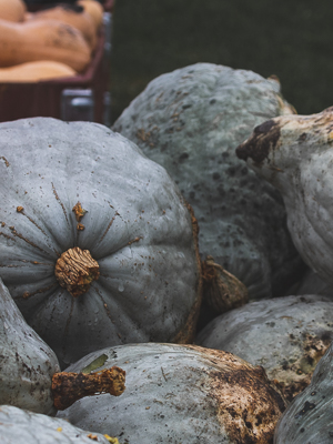 grey gourds in the rain