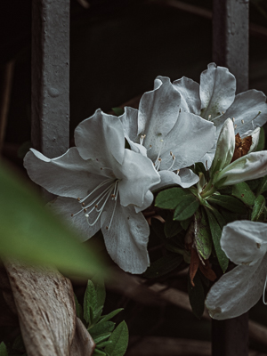 moody white flowers with metal bars